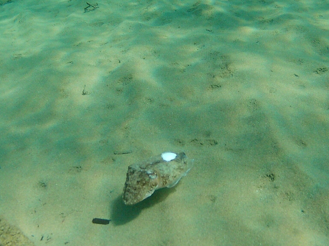 Diver's Club Crete-阿希亚贝拉希亚必去景点