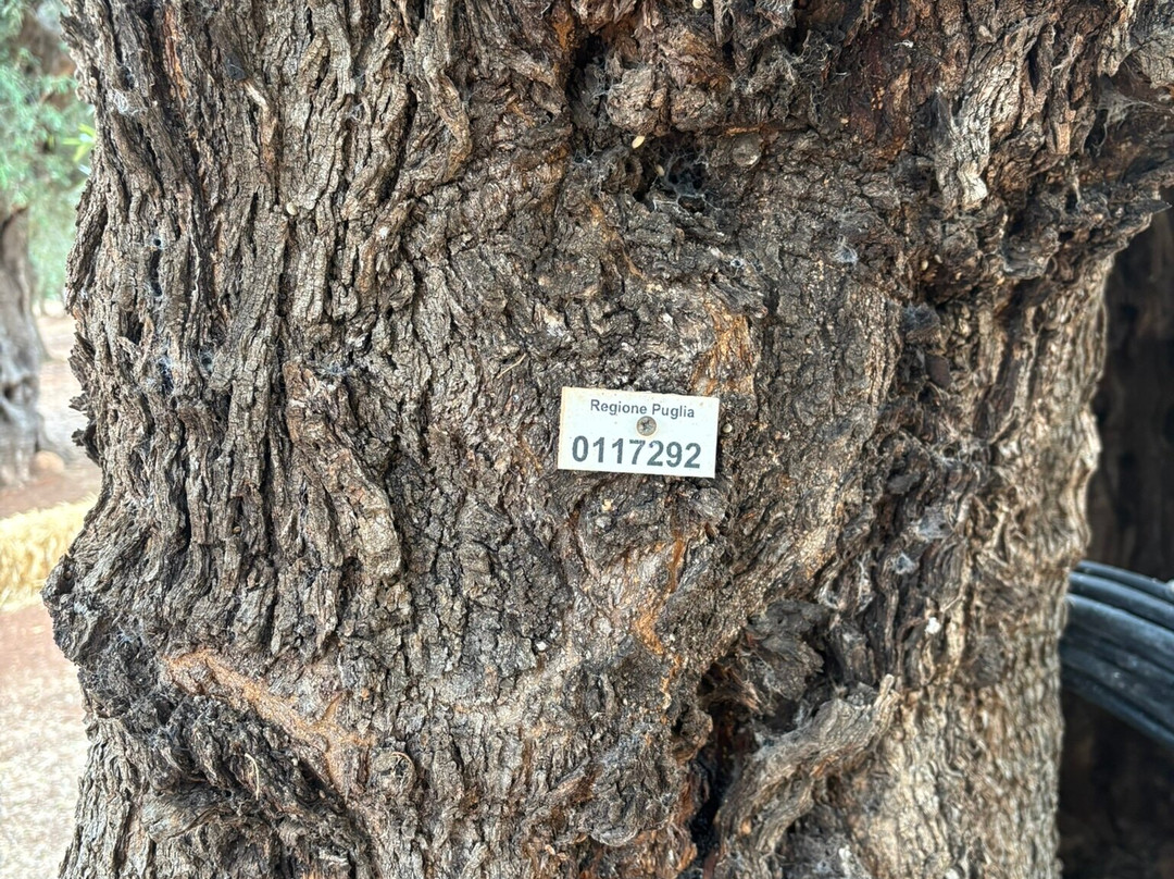 Extravergine Savoia-法萨诺必去景点