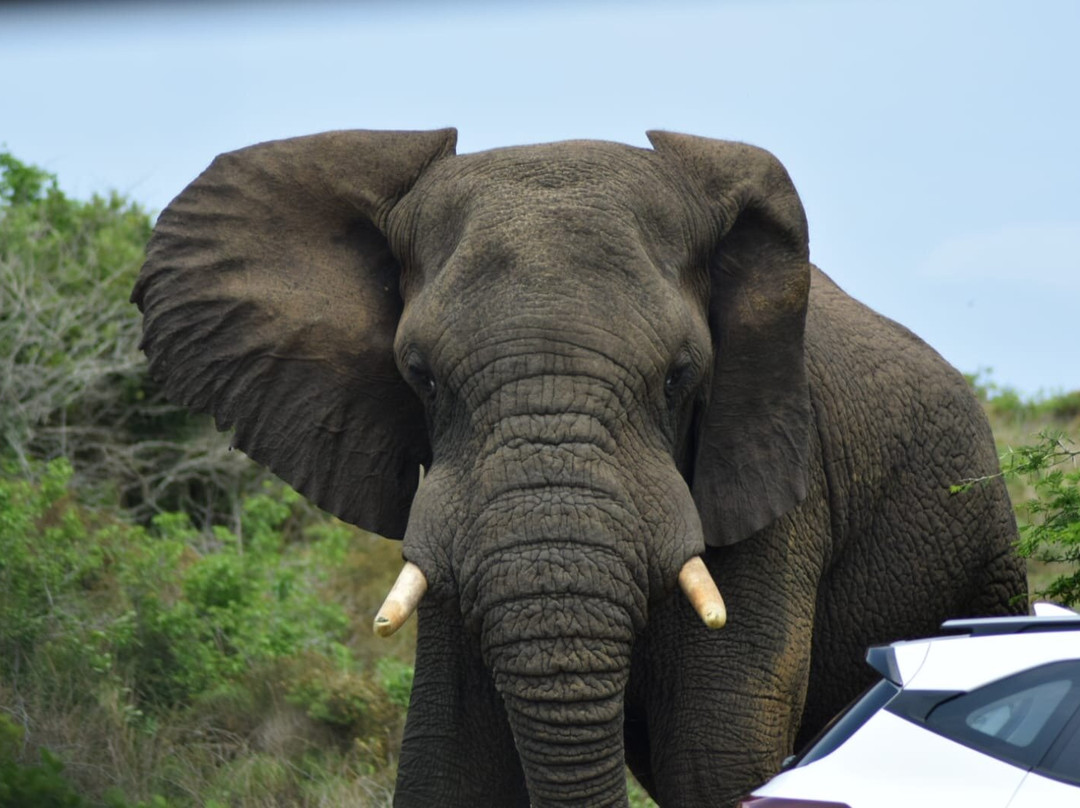 Dogs 4 Wildlife-赫卢赫卢韦必去景点