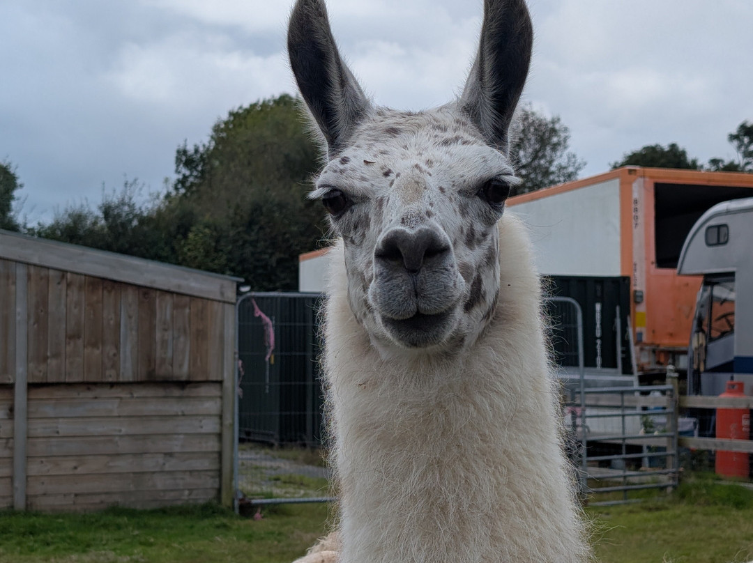 Llama Lland-Shortlanesend必去景点