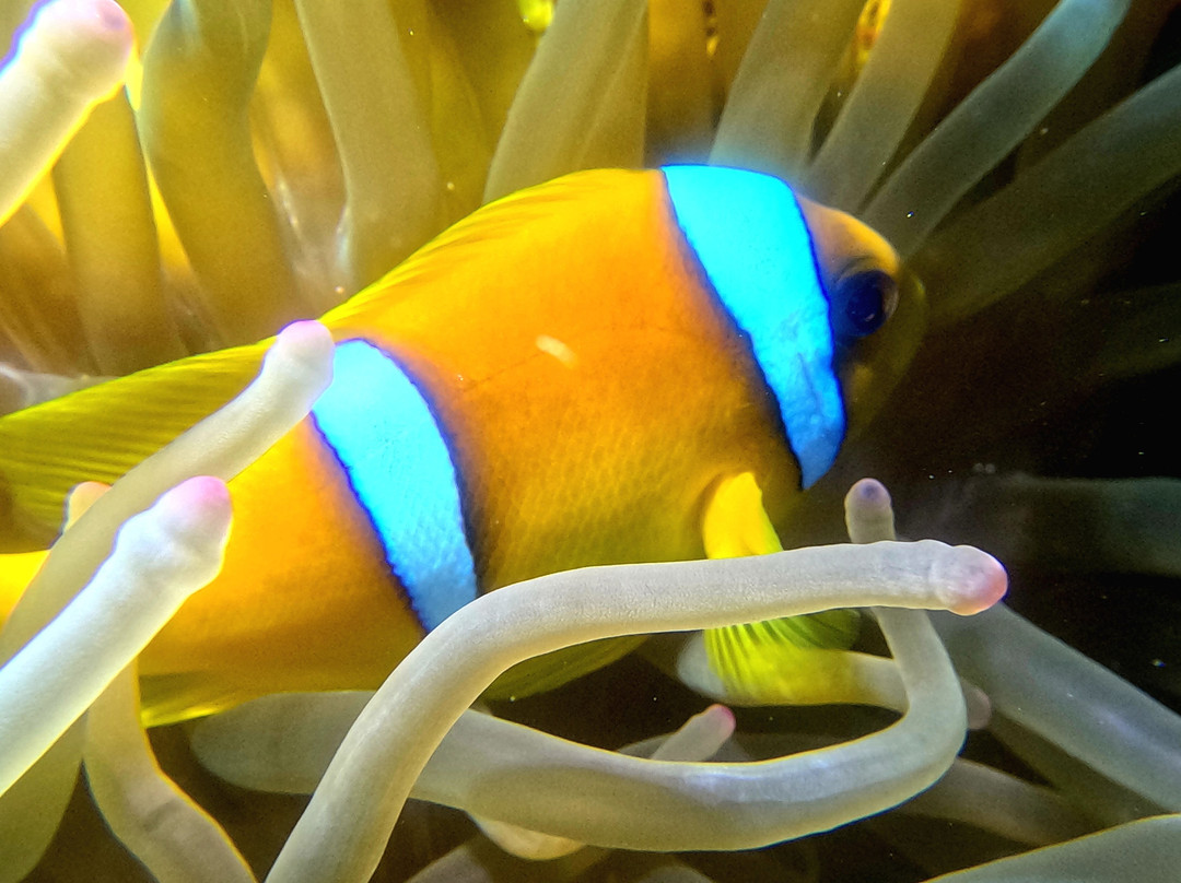 Emperor Divers-马萨阿拉姆必去景点