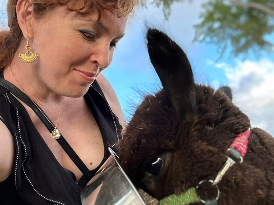 Maui Alpaca-马卡瓦必去景点