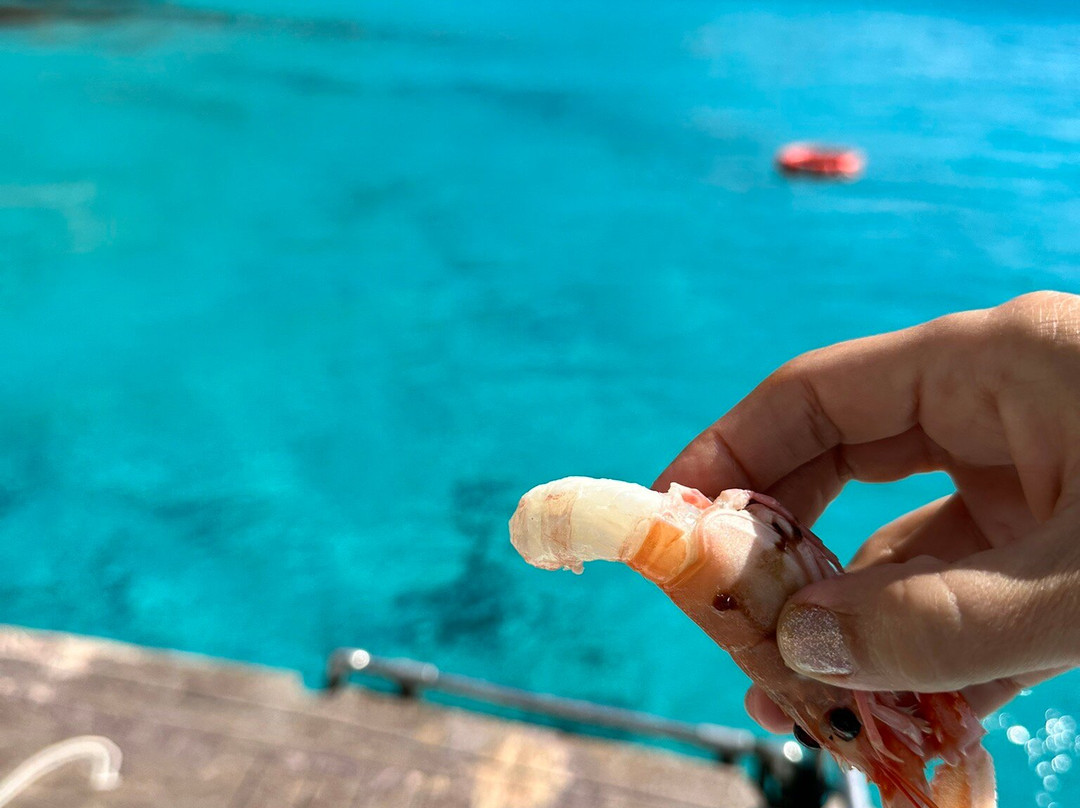 Barca Flavia-兰佩杜萨必去景点