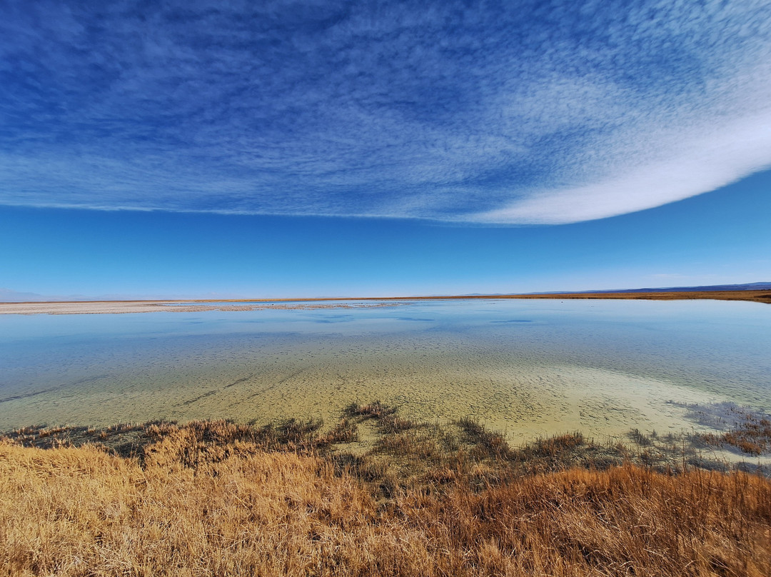 Laguna Cejar-圣佩德罗-德阿塔卡马必去景点
