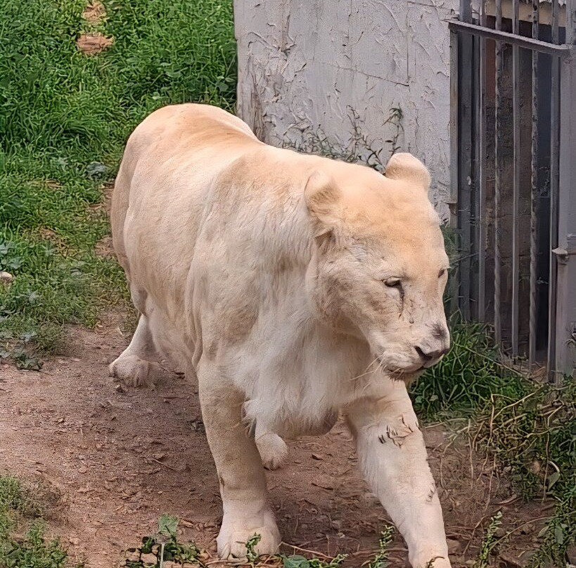 Parc Animalier De Casteil-Casteil必去景点