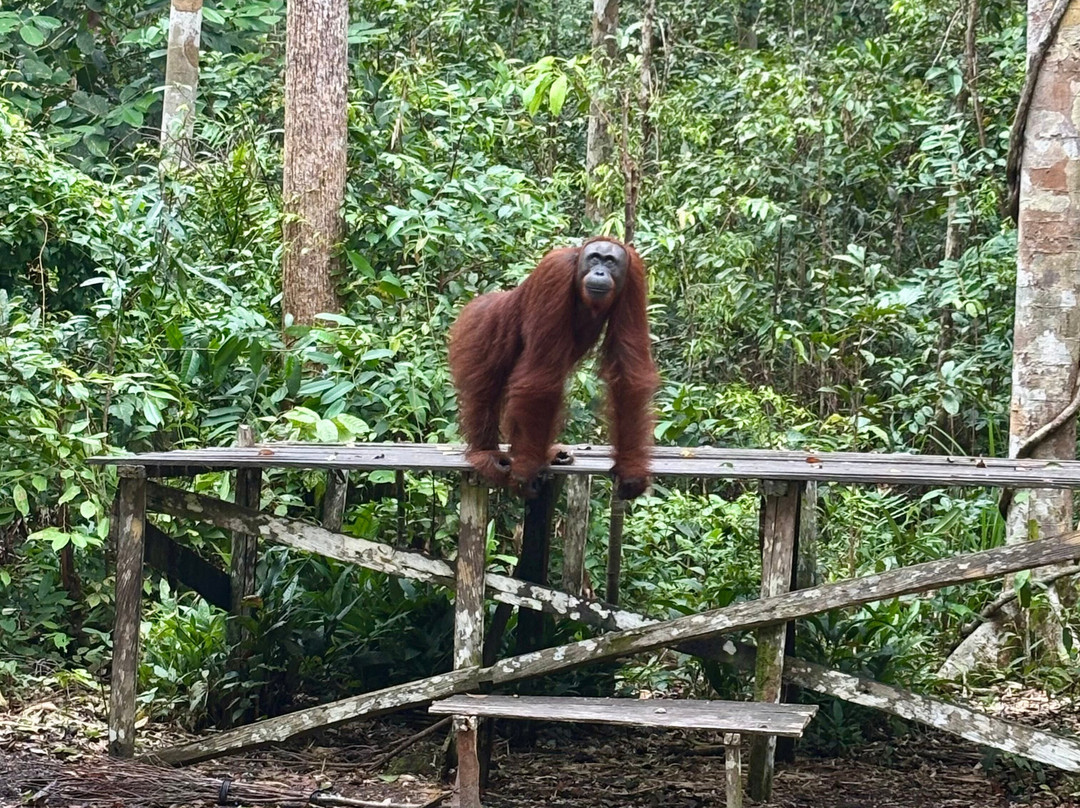 Local Guides - Tanjung Puting-Pangkalan Bun必去景点