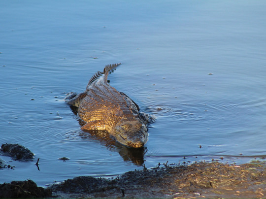 The Safari Beyond-尼斯普鲁特必去景点