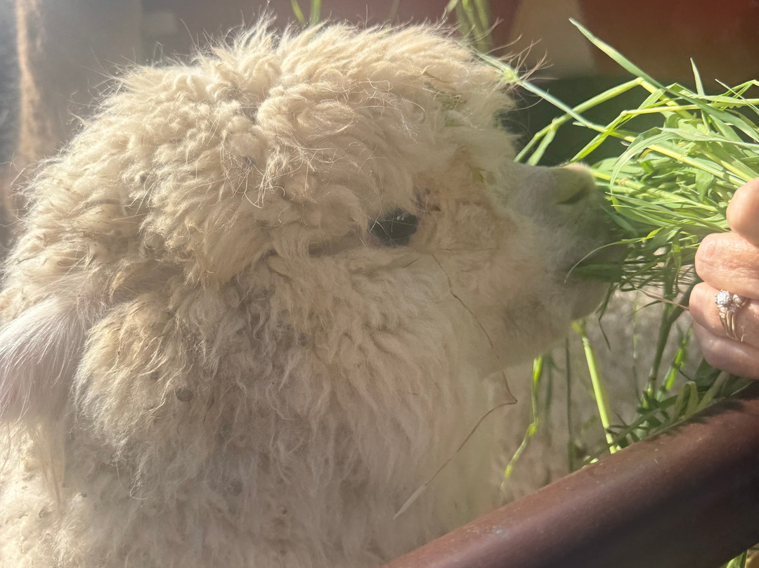 PatagoniaShorex - Tours-巴拉斯港必去景点