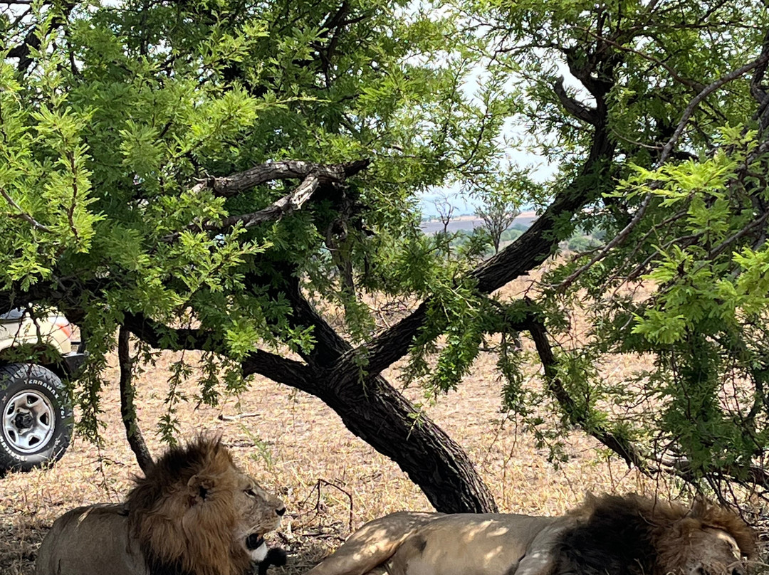 Wild Authentic Tanzania-阿鲁沙必去景点