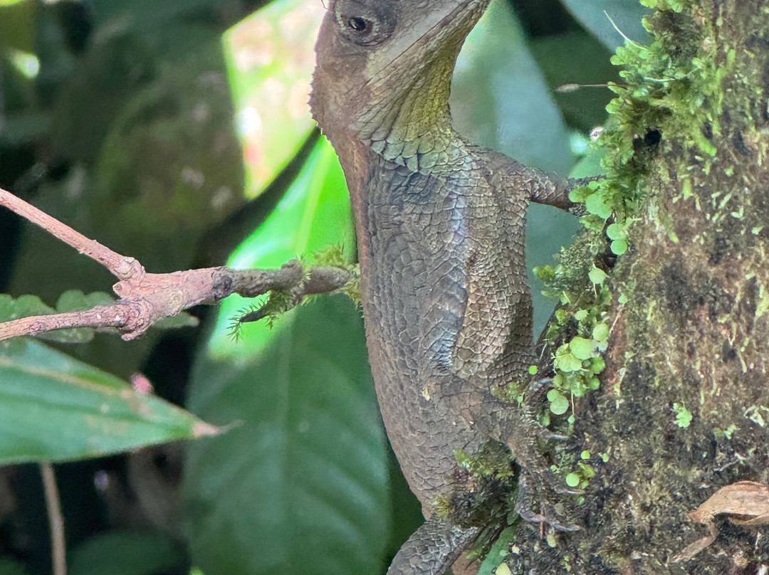 Nipuna Knuckles Trekking-康提必去景点