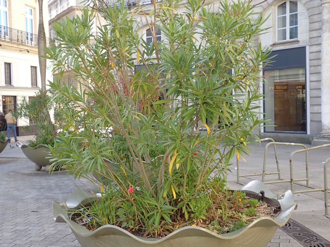 Place Graslin-南特必去景点