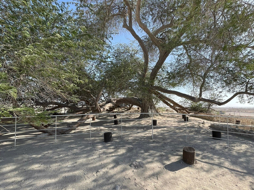 Tree Of Life-麦纳麦必去景点