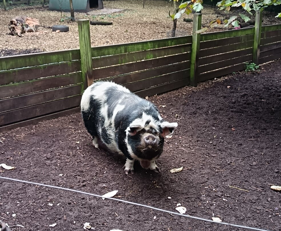 Tam O'Shanter Urban Farm-Birkenhead必去景点
