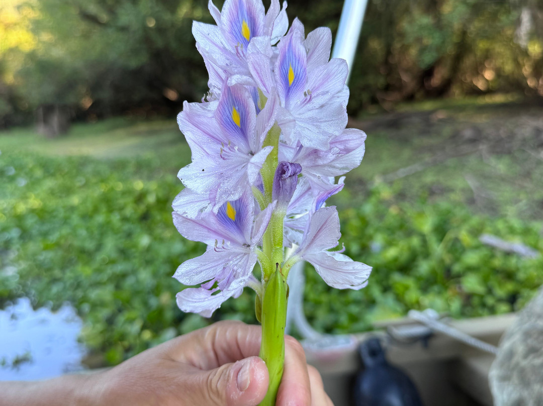 Cajun Customized Excursions-Arnaudville必去景点