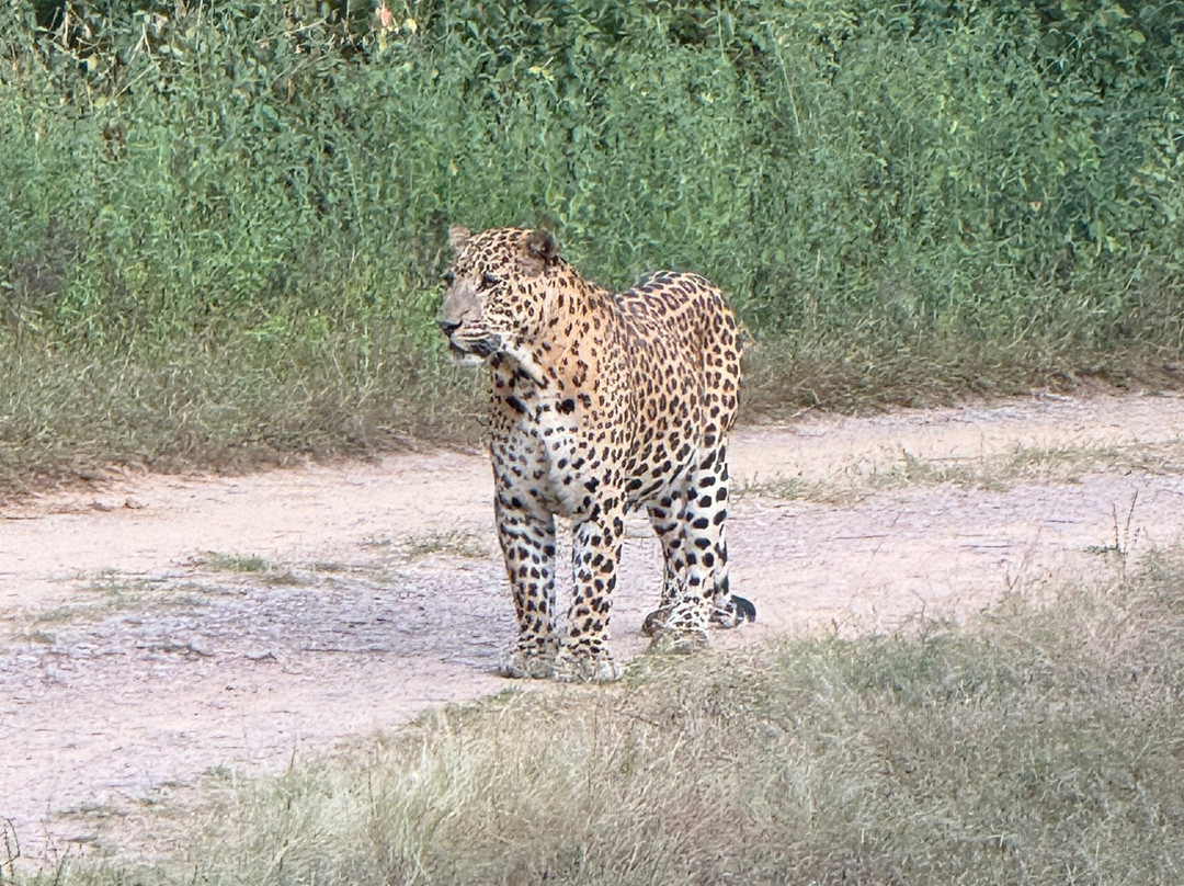 Jhalana Leopard Safari Park-斋蒲尔必去景点