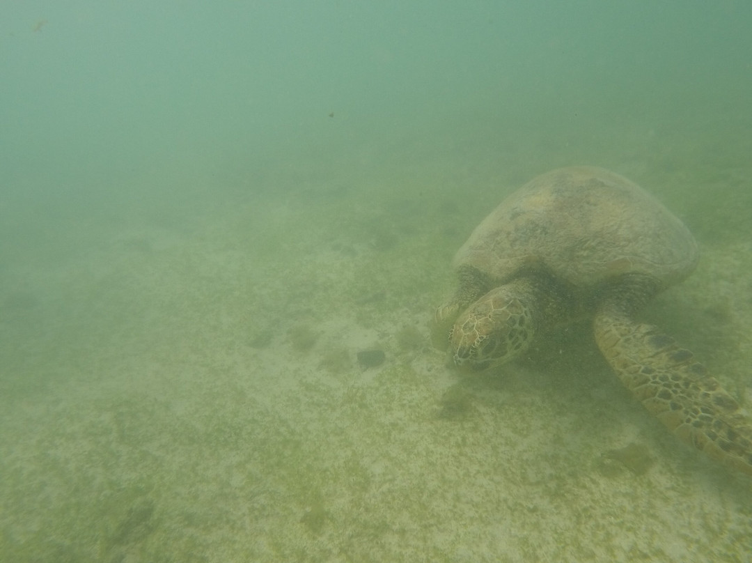 Regina's Beach Fales主图