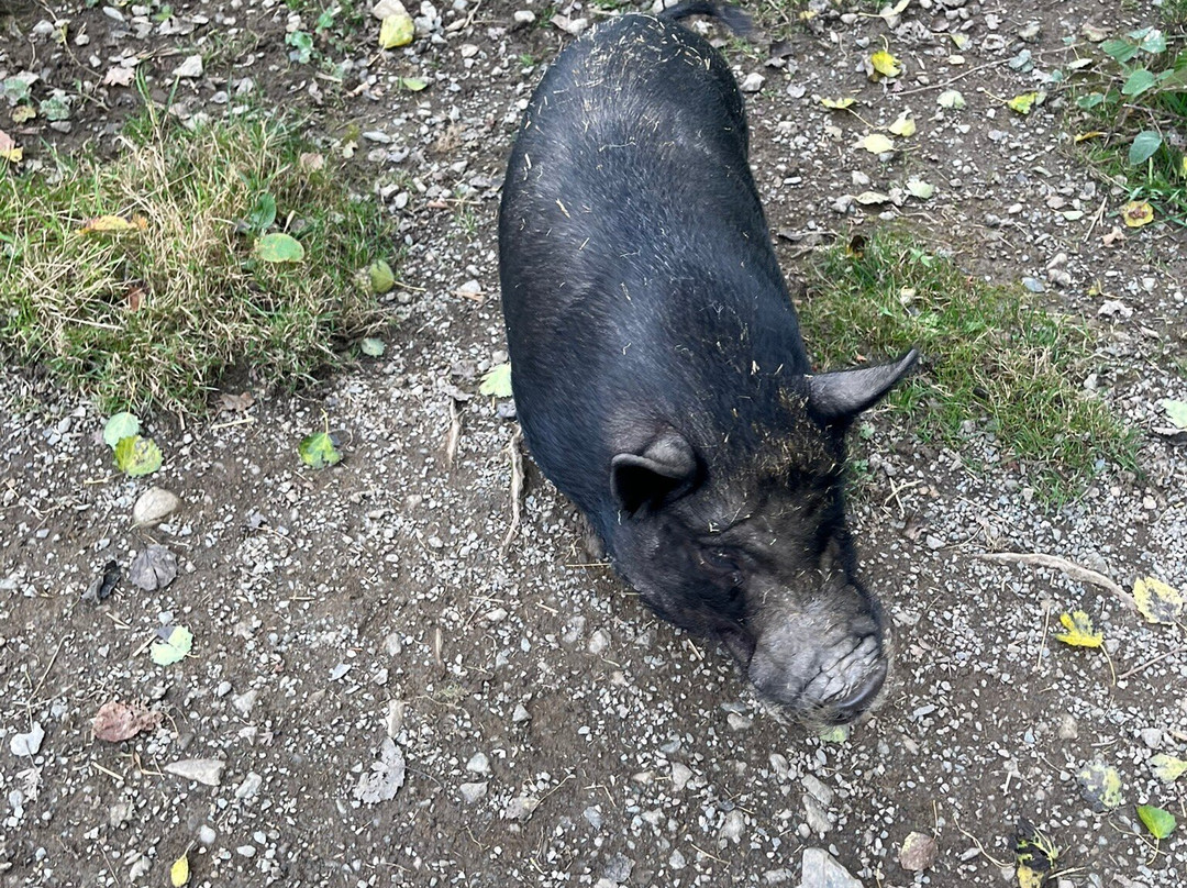 The Lake District Wildlife Park-Bassenthwaite必去景点