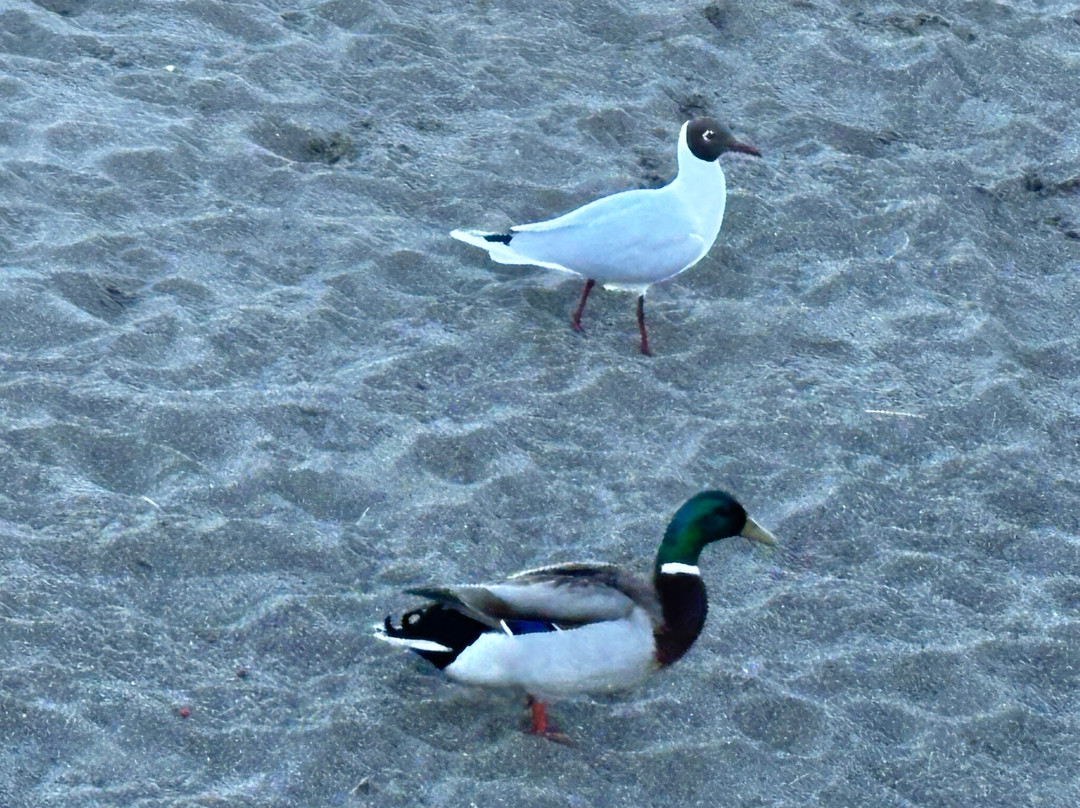 Costanera de Puerto Varas-巴拉斯港必去景点