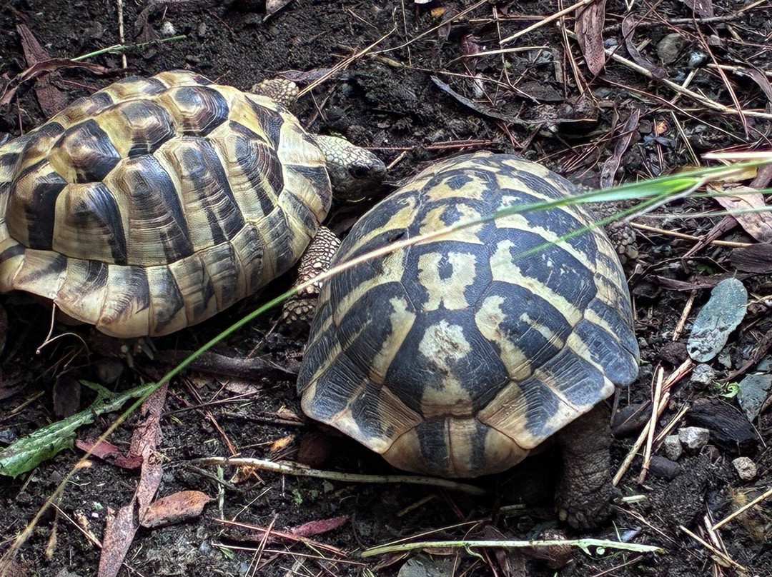 Oasi WWF Policoro Herakleia-波利科罗必去景点