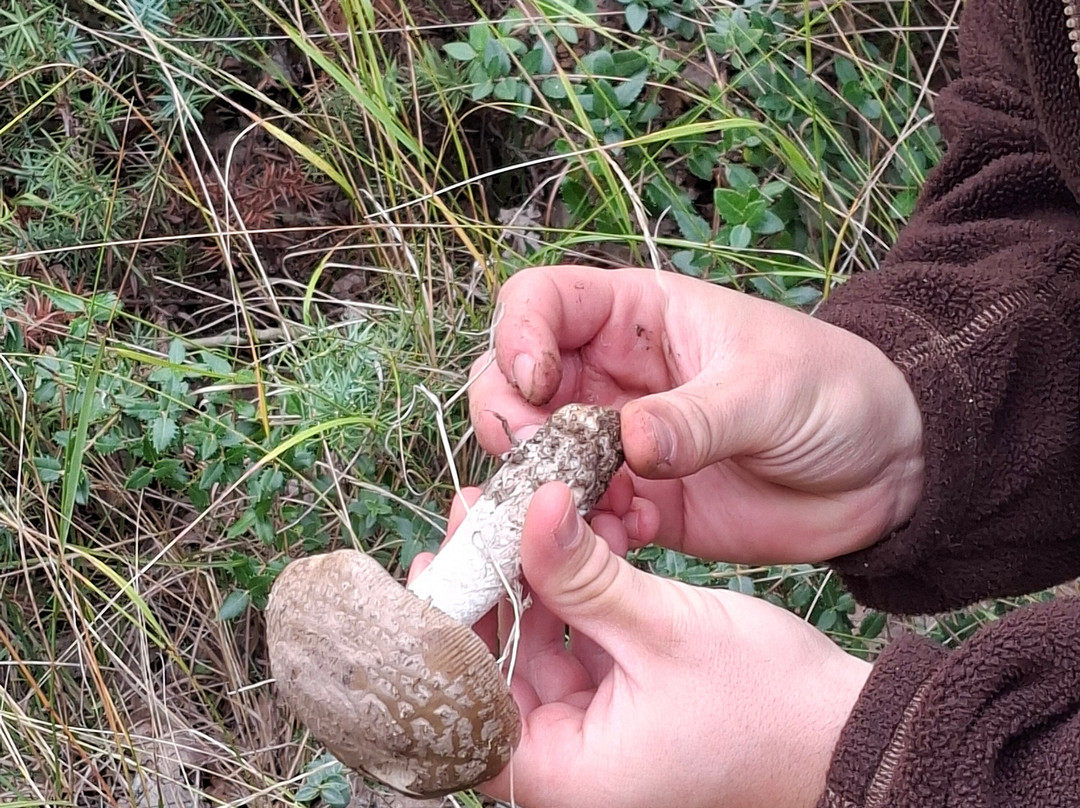 Truffle Hunting-卡兰巴卡必去景点