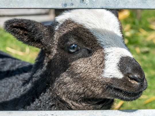 Fedwen Farm-Cwmafan必去景点