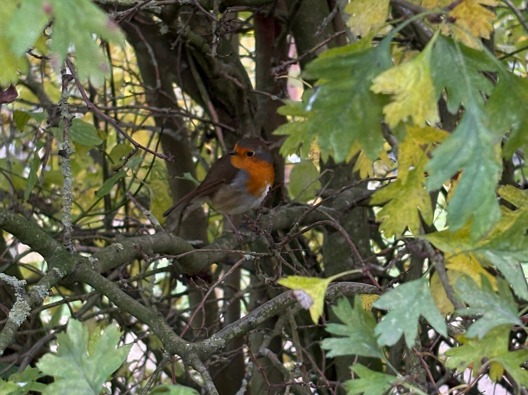 Lincolnshire Wildlife Park-Friskney必去景点