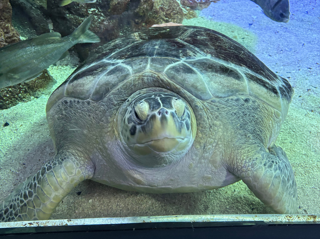Aquarium At The Boardwalk-布兰森必去景点