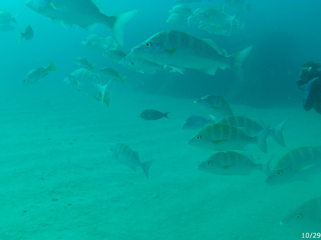 Dive Cabo Pulmo-Cabo Pulmo必去景点