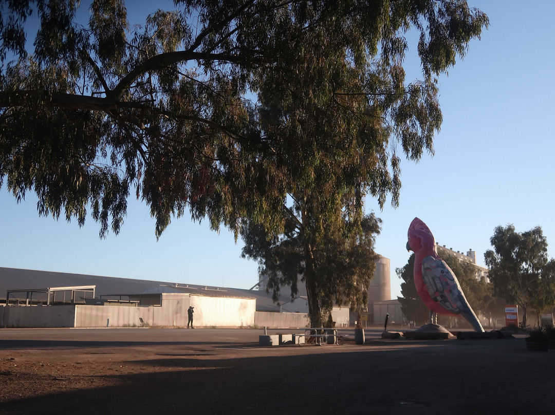 The Big Galah-Kimba必去景点