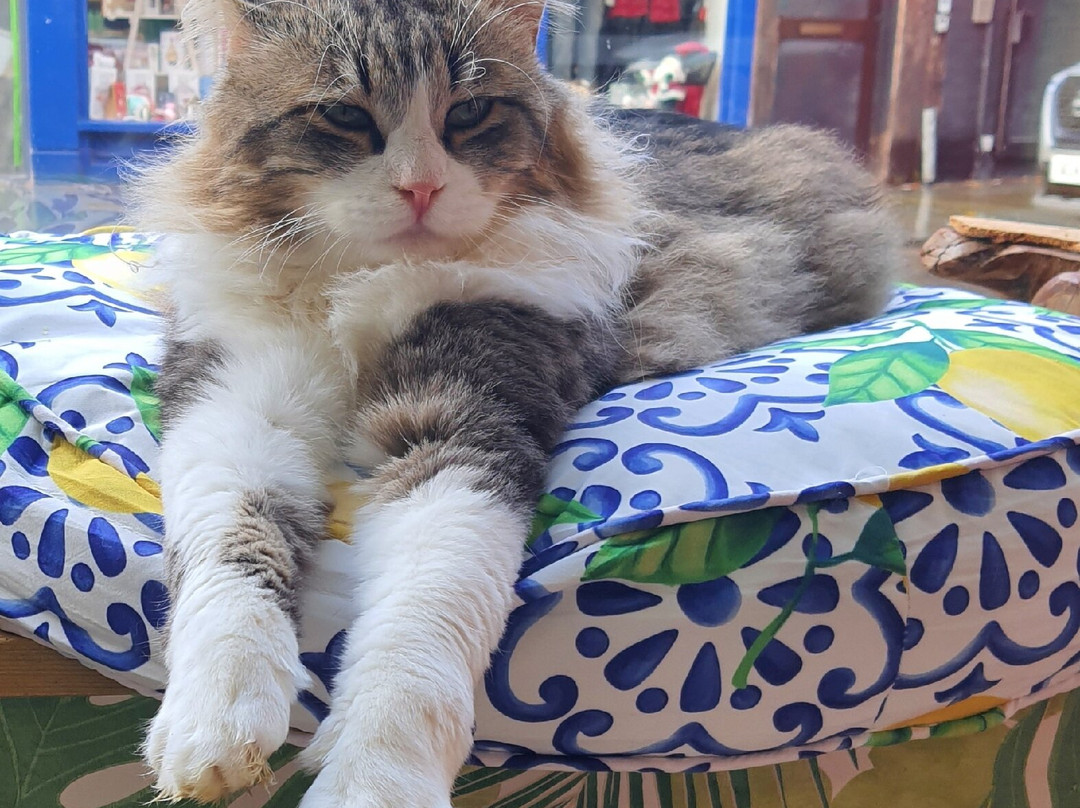 Bedford Cat Café-贝德福德必去景点