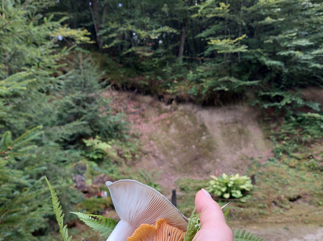 Natural Health Resort-Kamnik必去景点