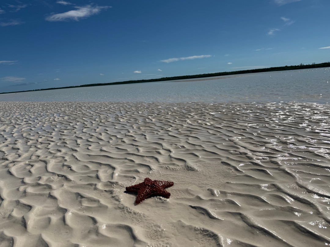 Da Salty Pig Adventures-Spanish Wells必去景点