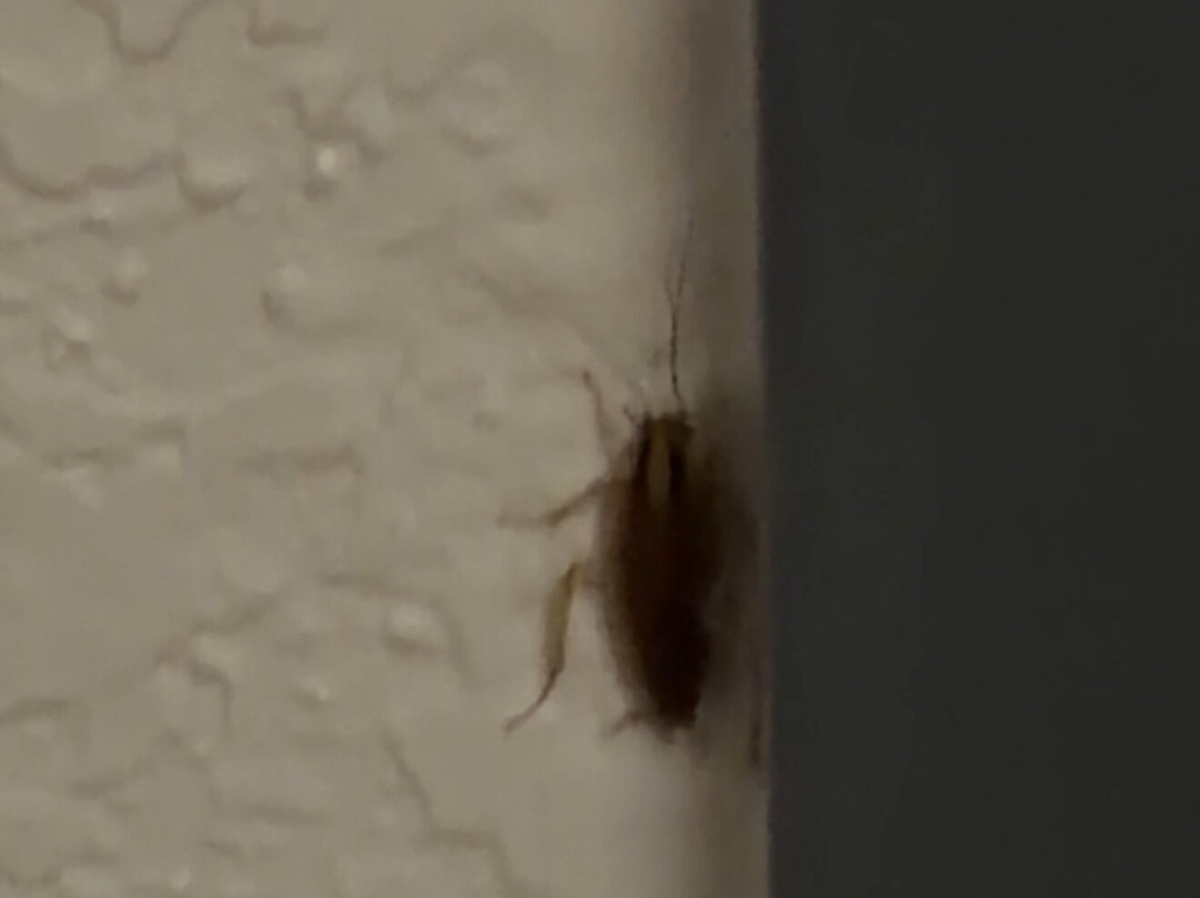 Candlewood Suites Hazleton by IHG主图