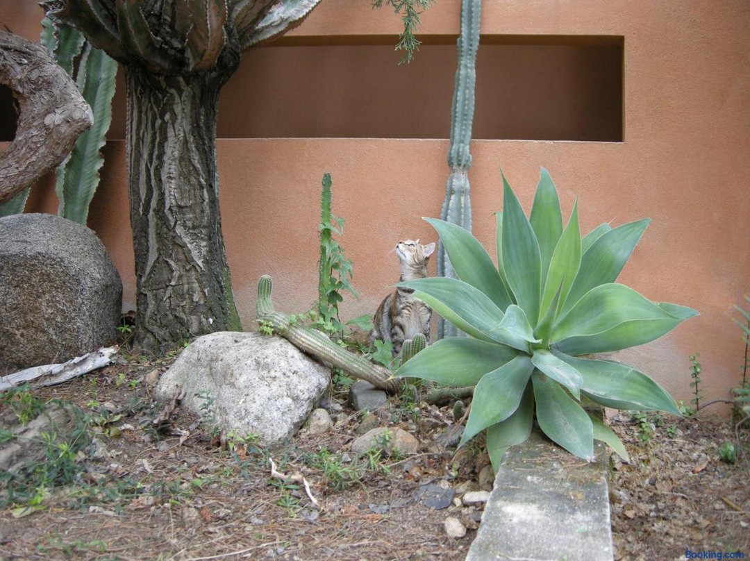 Via Dei Gerani主图