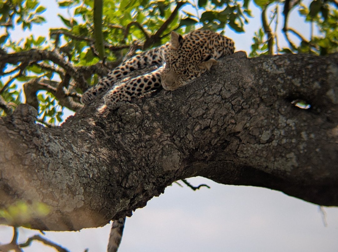 SAFARI VENTURES INC-Usa River必去景点