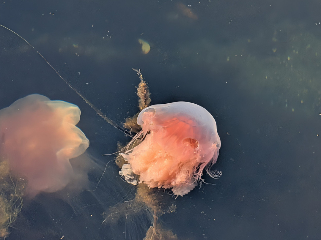 Tregaarden`s Julehus-Drobak必去景点