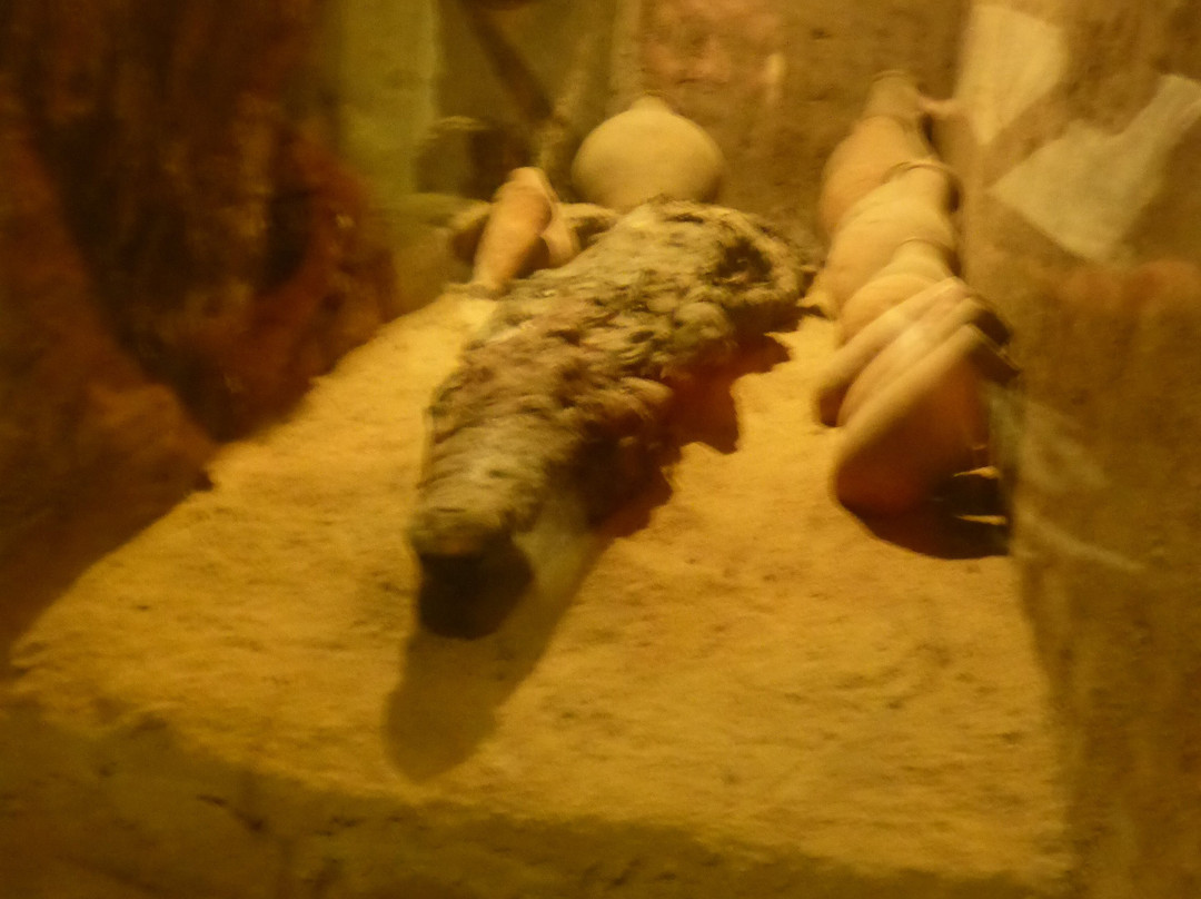 Crocodile Museum-Kom Ombo必去景点