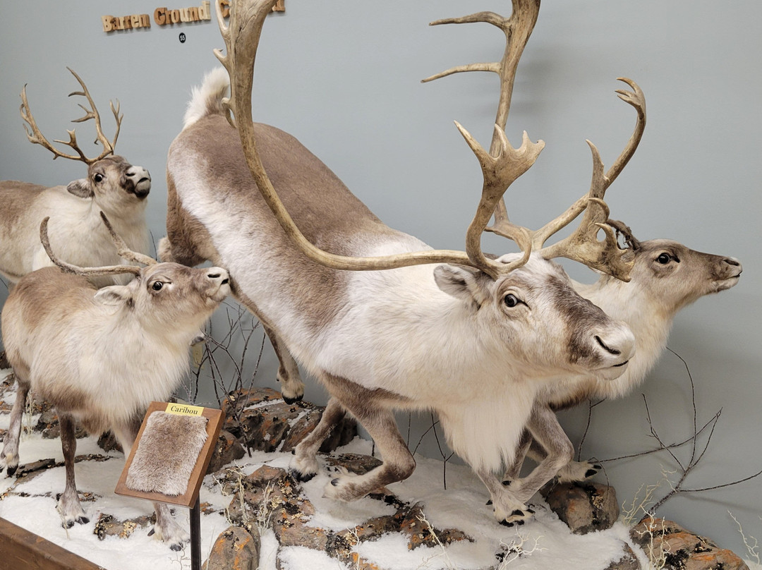 Nature's North Wildlife Gallery-黄刀镇必去景点