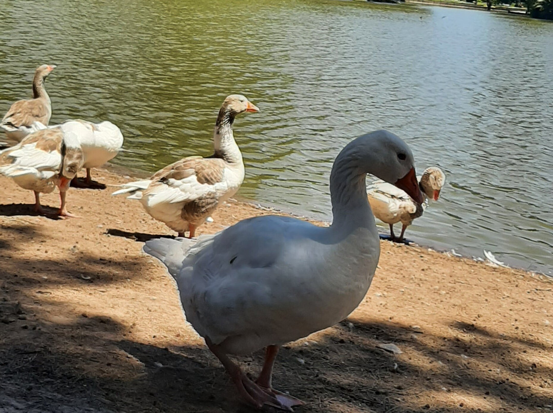 Lagos de Palermo-布宜诺斯艾利斯必去景点