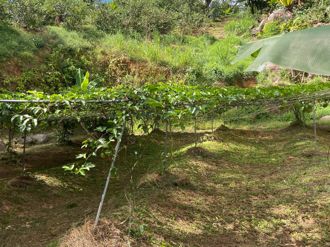 Vallée Des Fruits-大安塞区必去景点