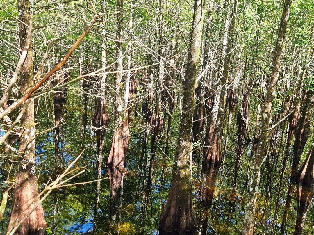Six Mile Cypress Slough Preserve-迈尔斯堡必去景点