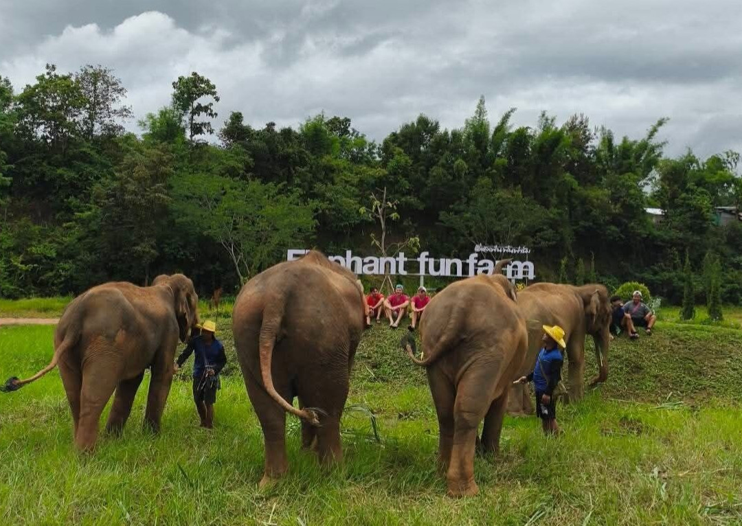 Elephant Fun Farm Chiangmai Thailand-Nam Phrae必去景点