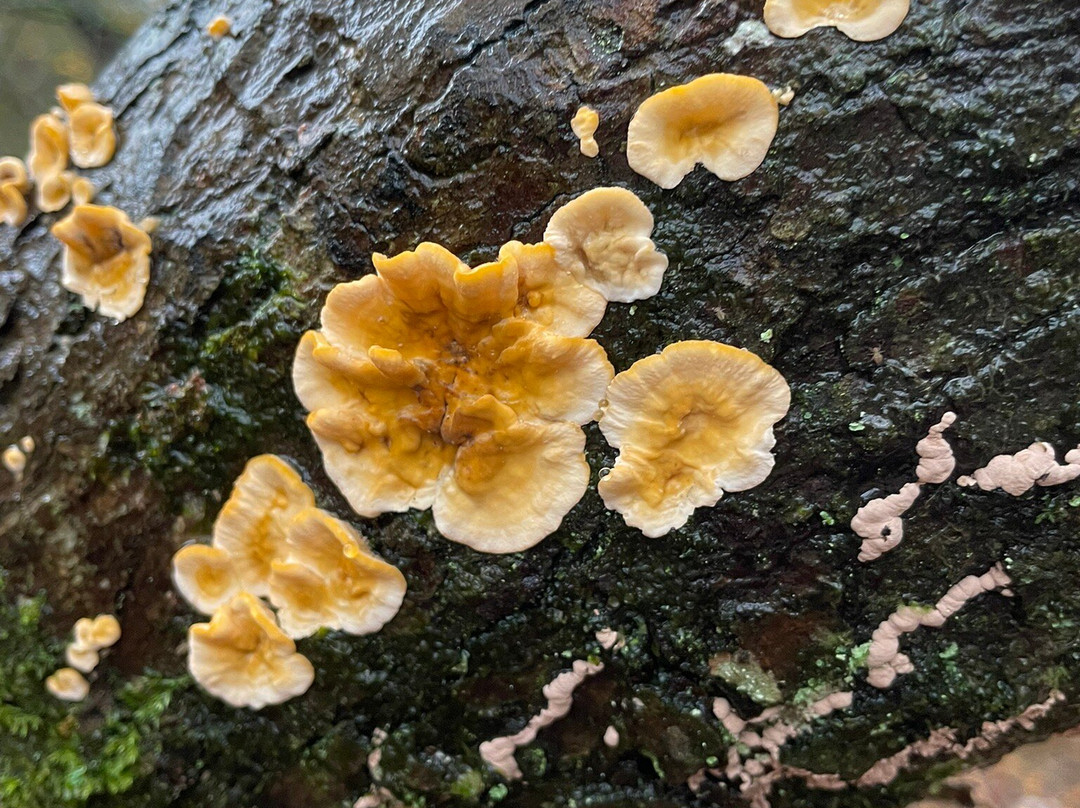 Wild New Forest Guided Tours-利明顿必去景点