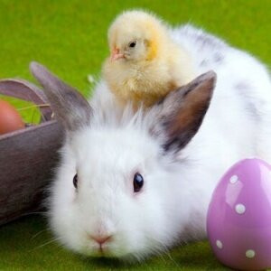 Rhön Stern Hotel主图