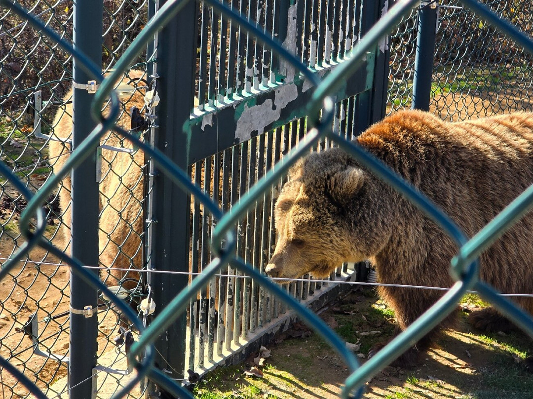 BEAR SANCTUARY Prishtina-普里什蒂纳必去景点
