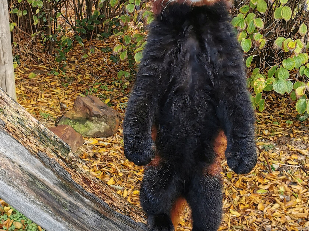 Wingham Wildlife Park-Wingham必去景点