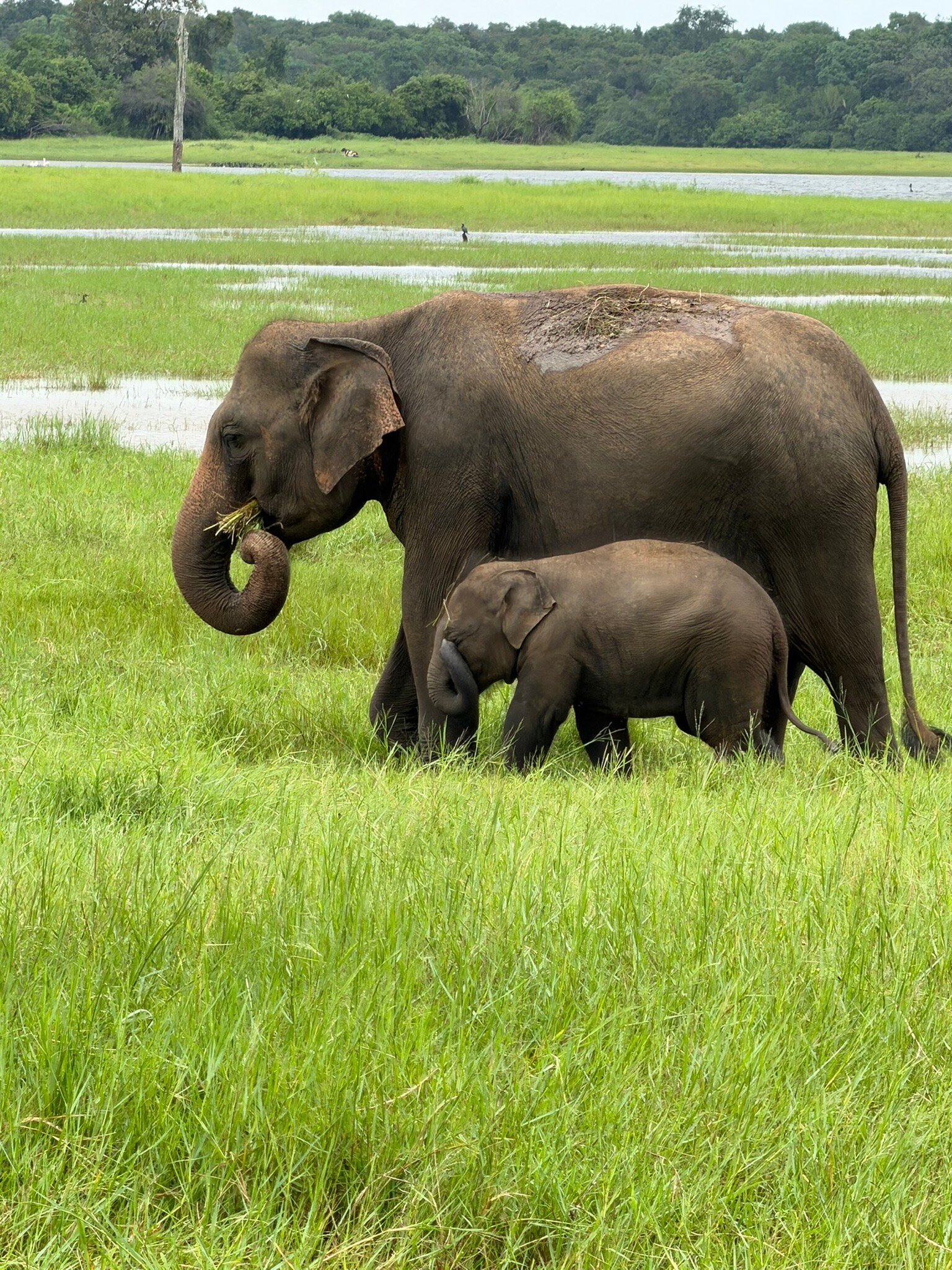 威乌亚纳杰威酒店-官方