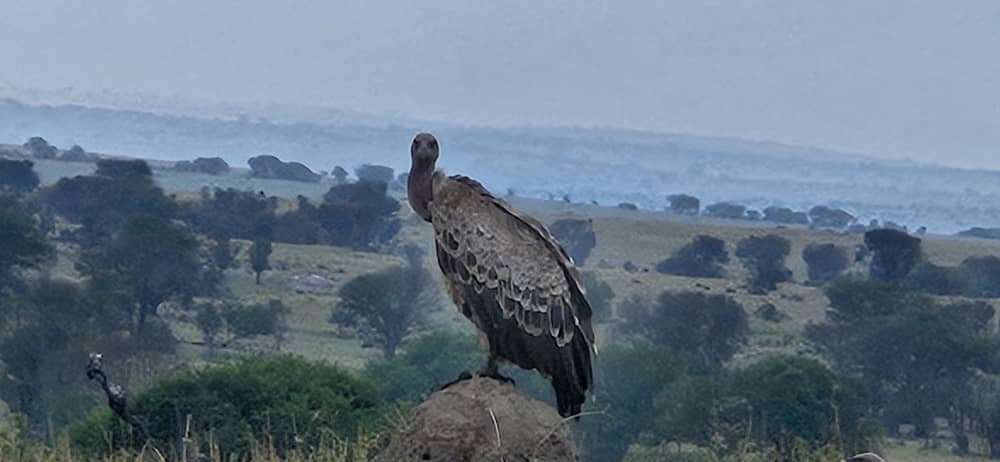 KILI SLOPE TOURS AND SAFARIS LTD-Usa River必去景点