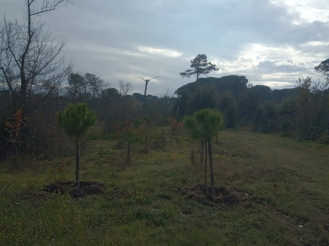 Pineta di Milano Marittima-Milano Marittima必去景点