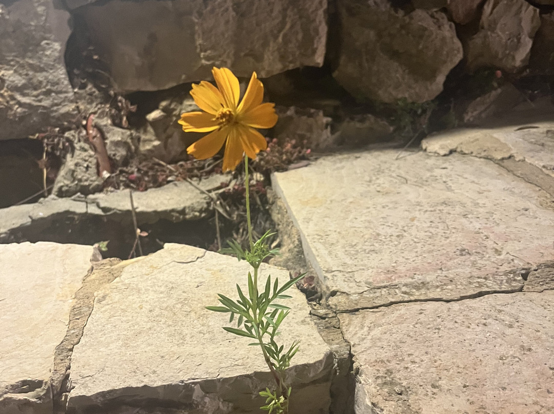 The Yogiventures-贝鲁特必去景点